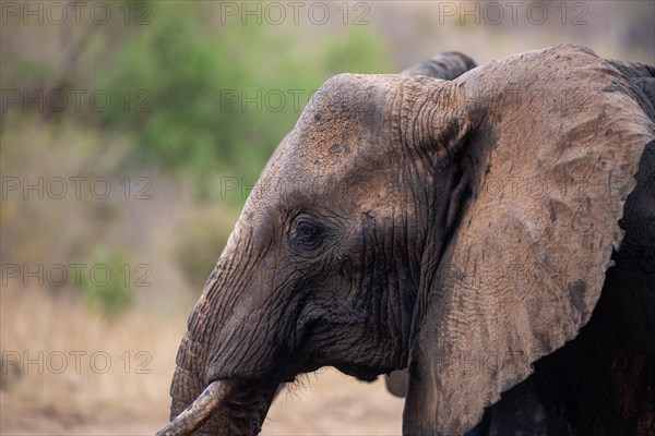 Elephant in Tsavo National Park, Kenya, East Africa, Africa