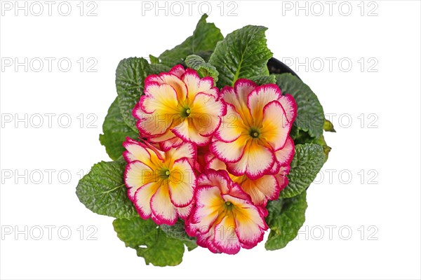 Top view of potted Scentsation primrose