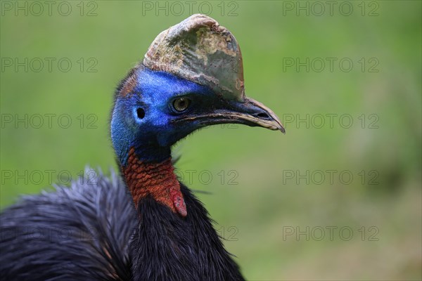 Northern cassowary