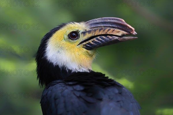 Yellow-masked Hornbill