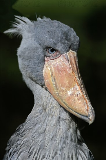 Shoebill