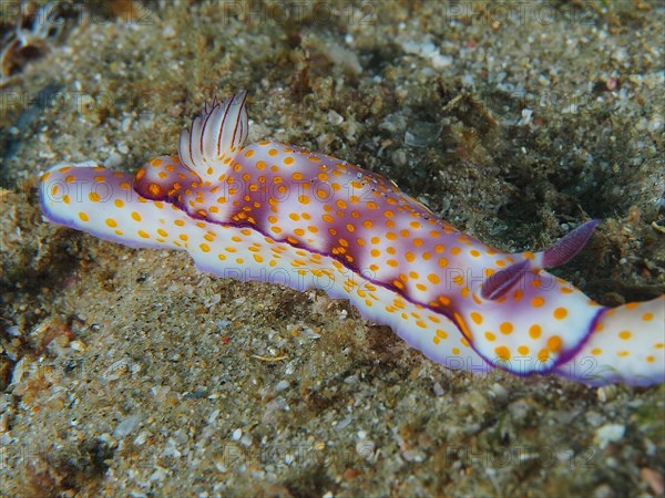 Magnificent star snail