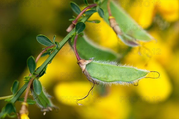 Common broom