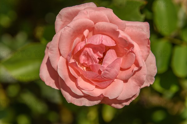 Rose blossom background close-up in a French garden park. Alsace, France, Europe