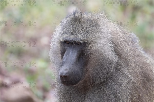 Olive baboon