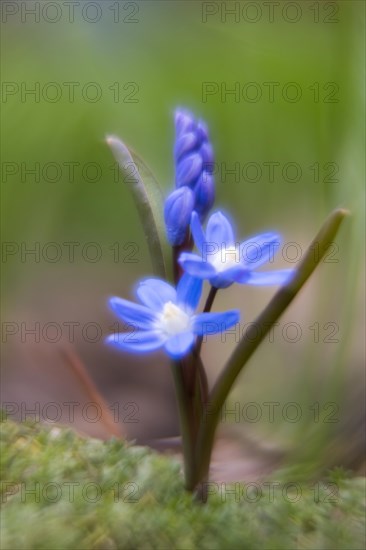 Common star hyacinth