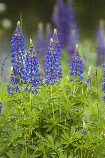 Lupins