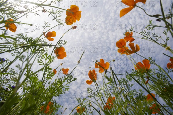 Iceland poppy