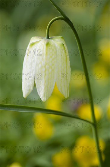 Snakes head fritillary white