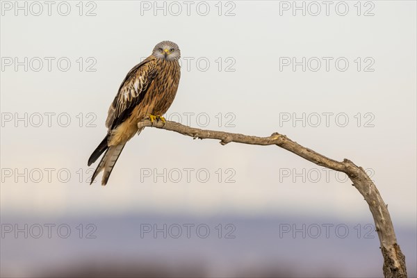 Red Kite