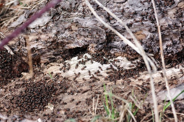 Red wood ants