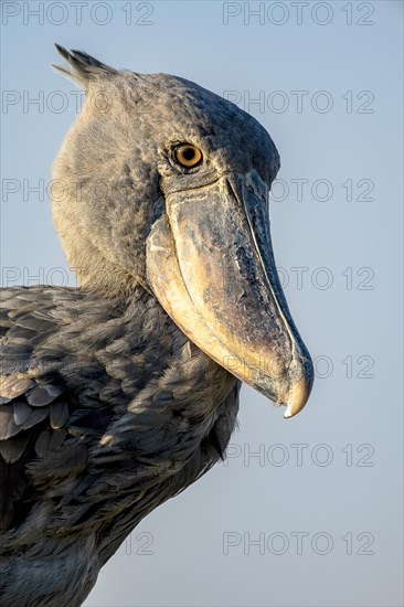 Shoebill