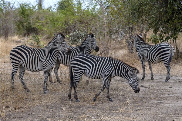 Plains Zebra of the subspecies crawshay's zebra