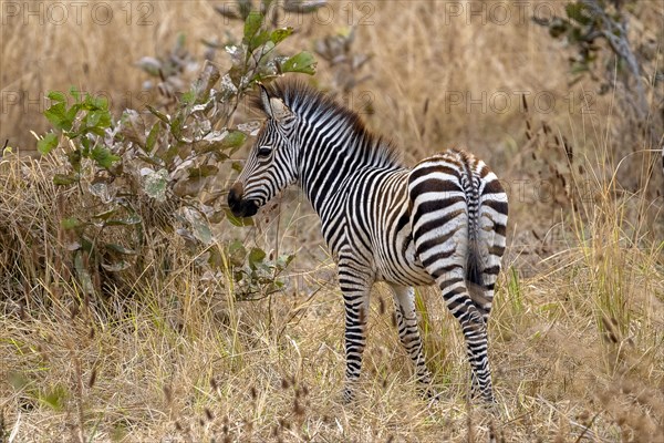 Plains Zebra of the subspecies crawshay's zebra