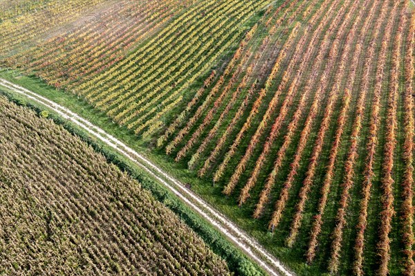 Autumn landscape with vineyard, aerial view, Weinviertel, Hadres, Lower Austria, Austria, Europe