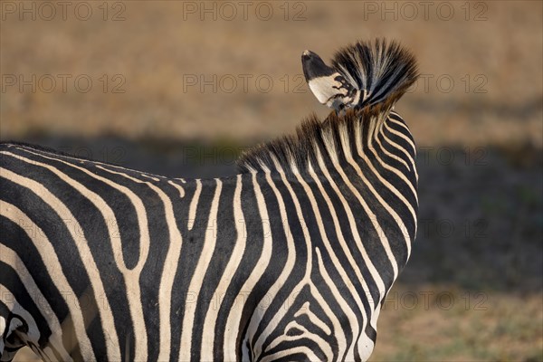 Plains Zebra of the subspecies crawshay's zebra