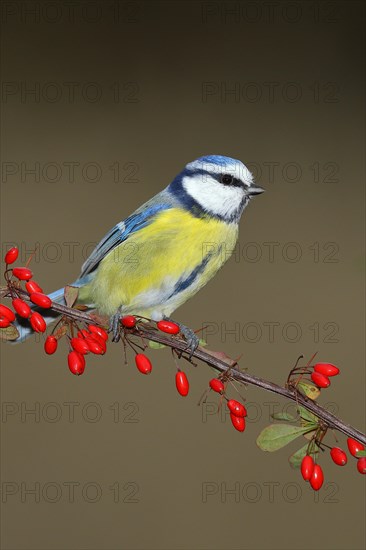 Blue Tit