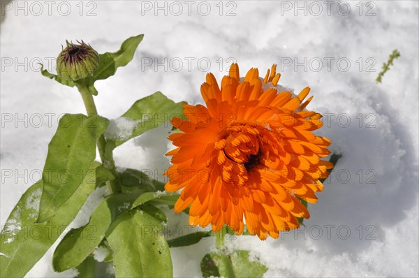Marigold under the snow in Brittany