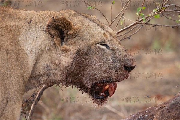 A lion eats a previously hunted water buffalo in the savannah. Beautiful detailed image of a female lion in Tsavo East National Park, Kenya, East Africa, Africa