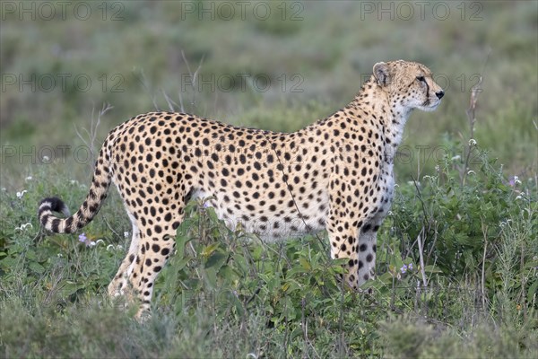 Cheetah