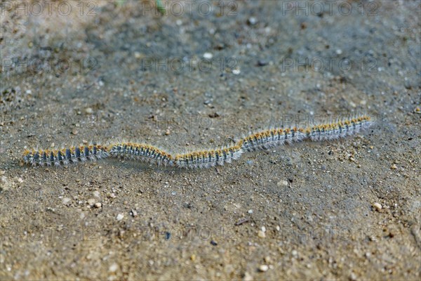 Group of processionary caterpillars in a row dangerous pest for animals and plants