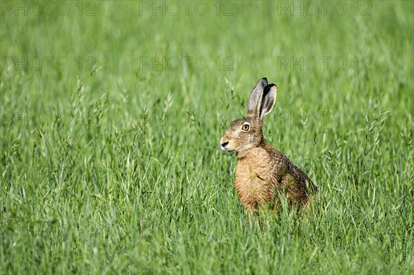 European brown hare