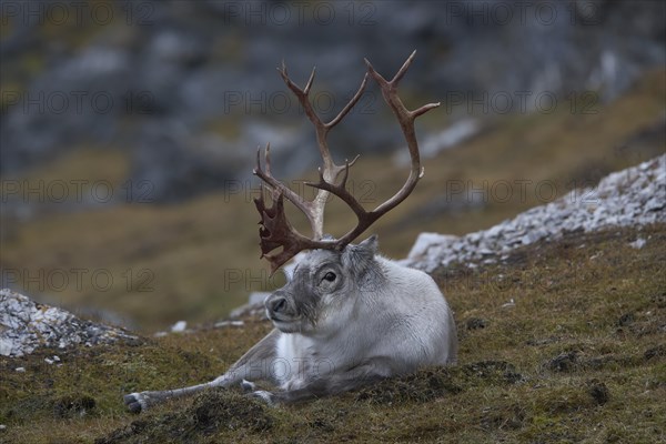 Svalbard reindeer