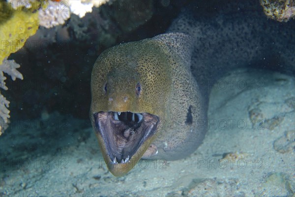 Giant Moray