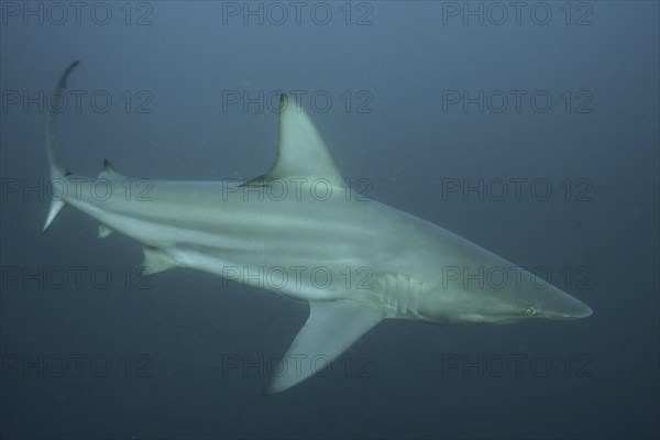 Blacktip shark