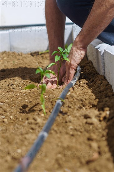 Close-up of a young farmer planting tomatoes in the organic garden