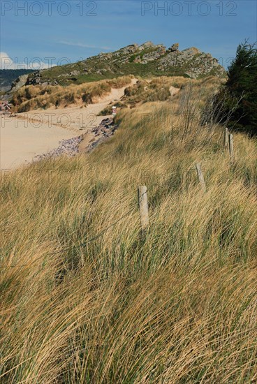 Dune with marram grass
