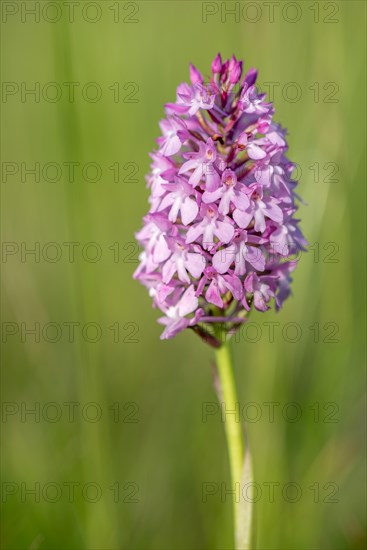 Pyramidal orchid in a meadow in spring. Alsace, France, Europe