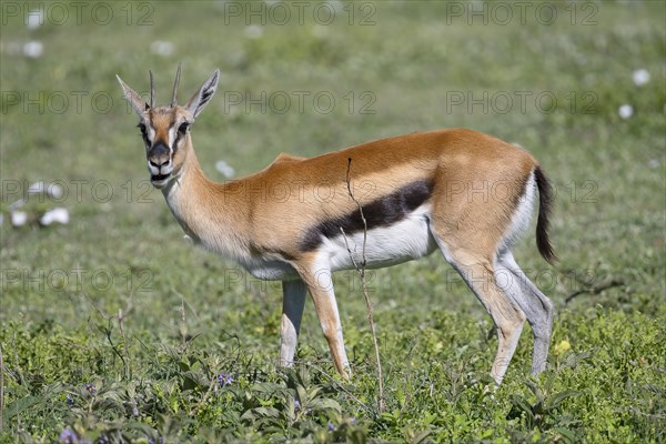 Serengeti thomsons gazelle