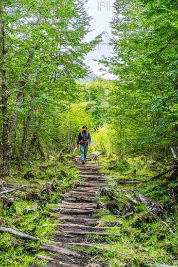 Man walking on a path made of old wooden planks to the lagoon at Cerro Castillo mountain, Cerro Castillo National Park, Aysen, Patagonia, Chile, South America