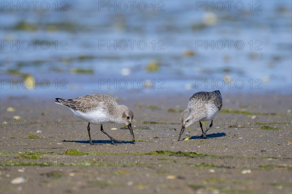 Dunlin