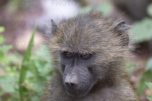 Olive baboon