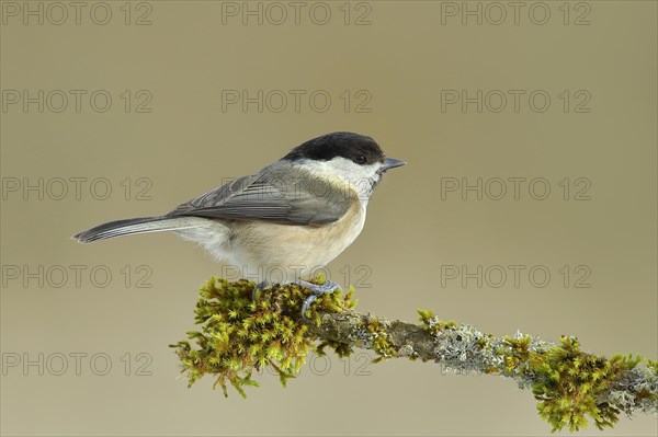 Marsh tit