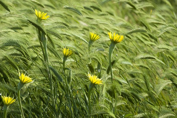 Meadow salsify