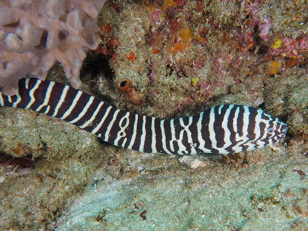 Zebra moray