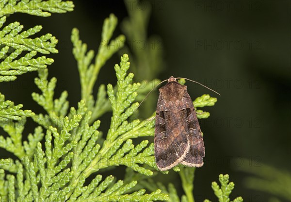Broad-bordered yellow underwing