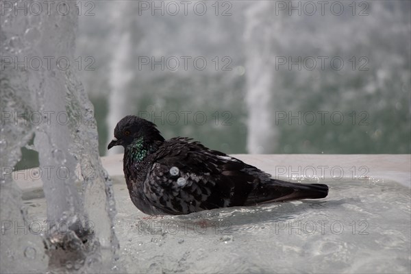 City pigeon by the side of water at a fountain