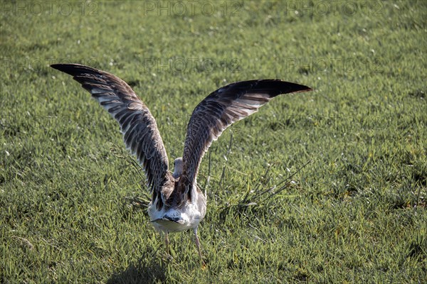 Beautiful seaside bird seagull flying on the green grass