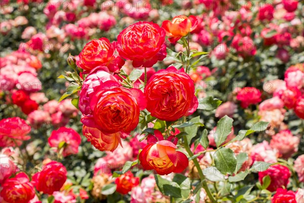 Blooming beautiful bunch of roses in spring garden