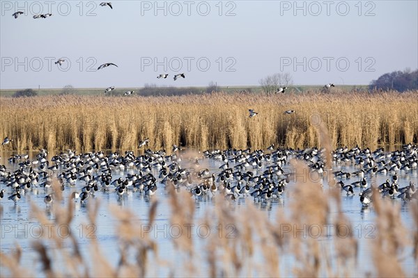 Barnacle geese