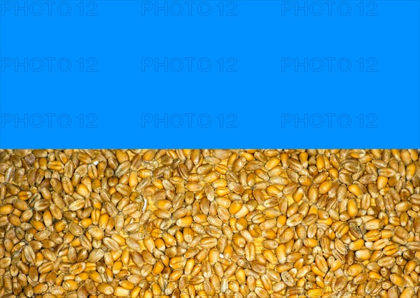Symbolic photo, in colours of the Ukrainian national flag, the yellow consists of wheat