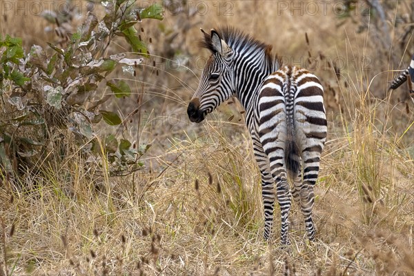 Plains Zebra of the subspecies crawshay's zebra