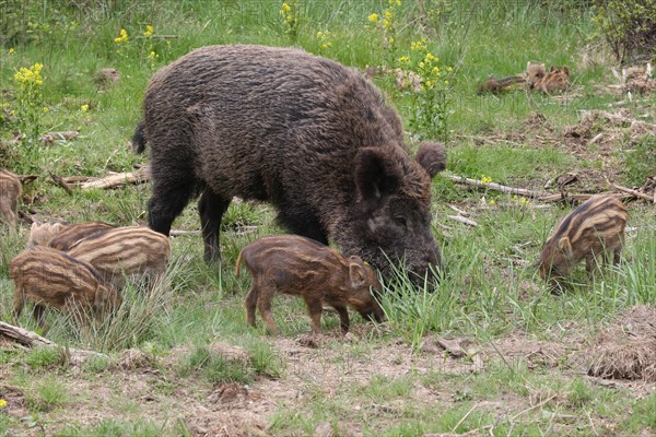 Wild boar