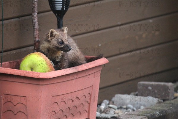 European pine marten