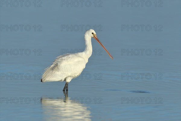 Eurasian spoonbill