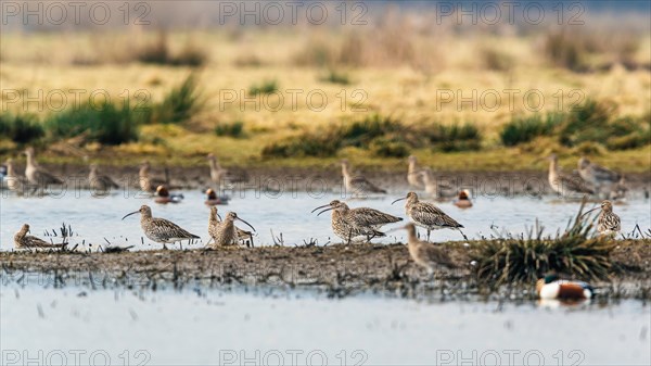 Eurasian Curlew